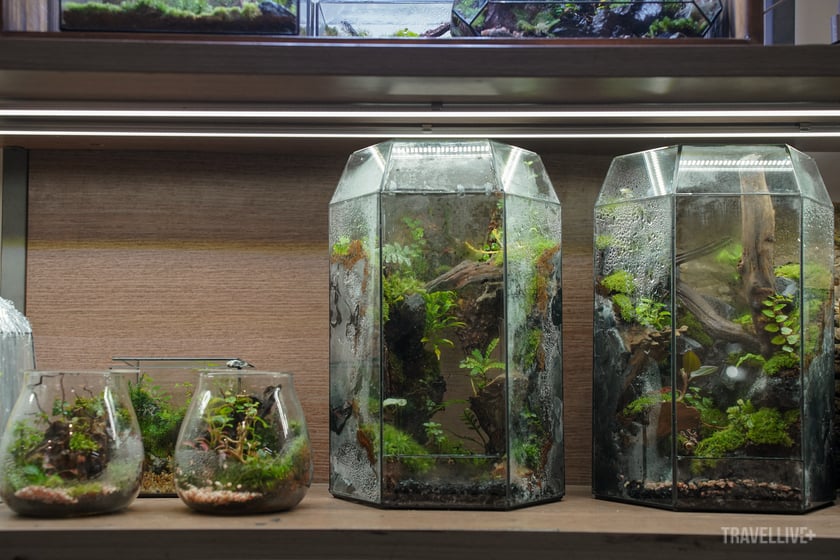 Terrarium tạo nên một hệ sinh thái sống và chuyển động trong hộp kính.