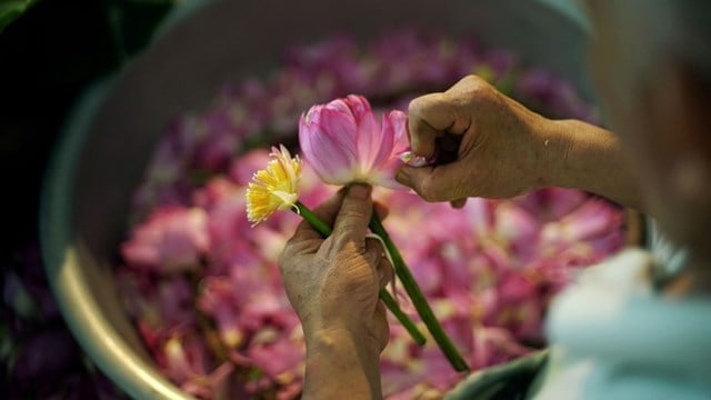 Những bông hoa sen được hái từ sáng sớm, khi còn hơi sương, để đảm bảo độ tươi và giữ được hương thơm của sen