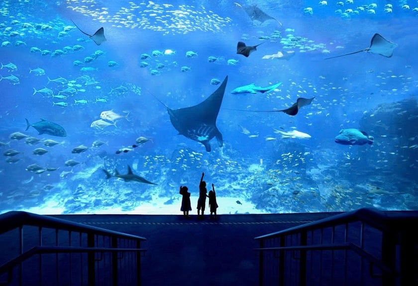 Singapore Oceanarium vừa được nâng cấp sẽ chính thức mở cửa đón khách vào ngày 23/7