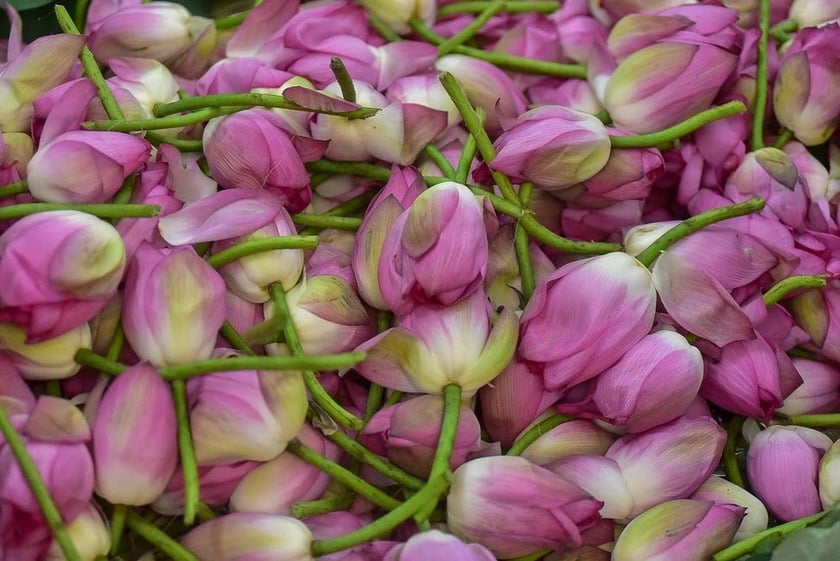Chính vì thế, dù có giá đắt đỏ bậc nhất thị trường nhưng không phải ai có tiền cũng có “duyên” thưởng thức loại trà hảo hạng được ví như “đệ nhất trà này”