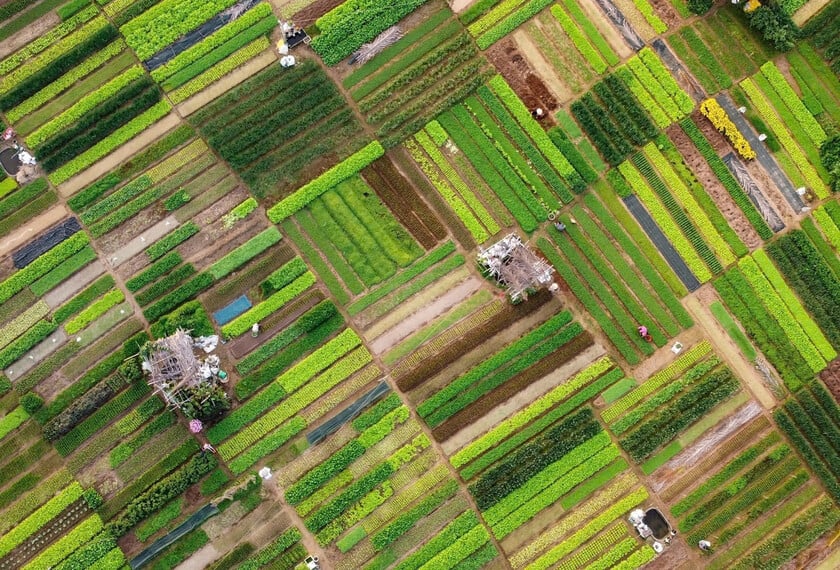 Thiên nhiên xanh mướt tại làng rau Trà Quế