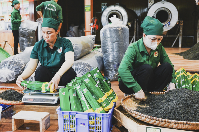 Sản phẩm chè tôm nõn được tuyển chọn từ những búp chè non nhất