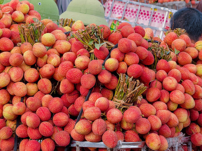 Vải năm nay được mùa, giá tại vườn khá rẻ, dao động 10.000 - 30.000 đồng/kg