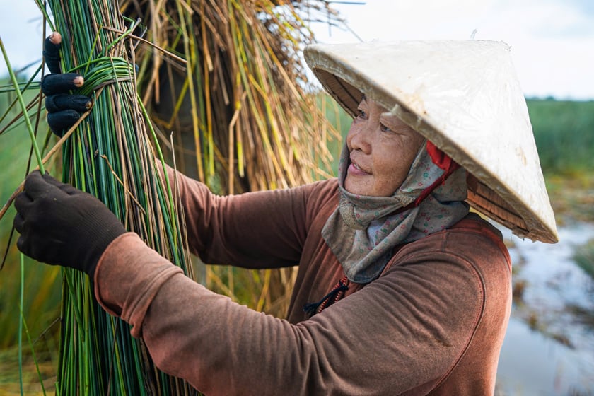 Không chỉ là kế sinh nhai, cỏ bàng còn là nếp sống, là ký ức miền Tây