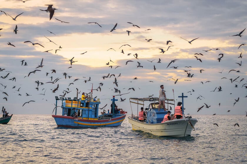 Đàn chim nhạn bay rợp trời là tín hiệu cho thấy cá voi đang ở gần
