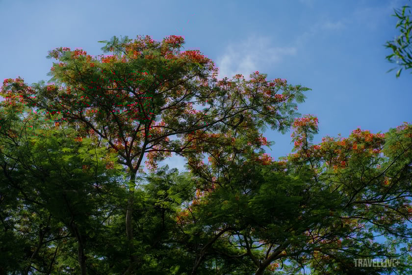 Sắc đỏ của hoa phượng trên nền xanh của cây lá càng thêm nổi bật