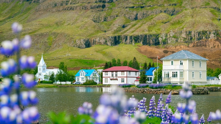 Sắc tím của hoa lupine khiến khung cảnh Iceland trở nên thơ mộng như cổ tích
