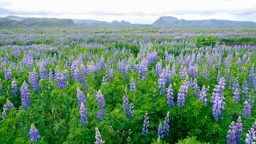 Màu tím của hoa lupine rực rỡ, trải rộng dưới chân núi như một thảm hoa