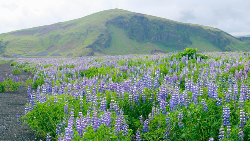 Lupine sống hoang dã và mọc tự do giữa thiên nhiên một cách ngẫu hứng