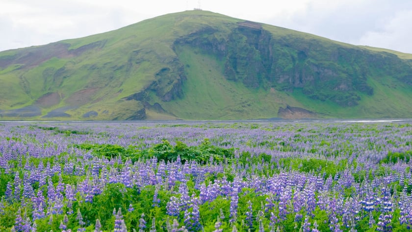 Từ loài hoa nơi khác, đến Iceland, lupine trở thành biểu tượng của mùa hè