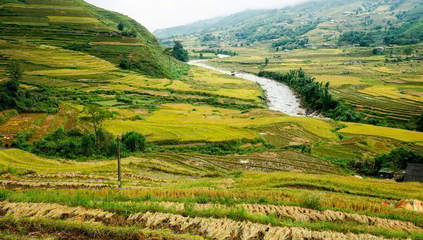 Ruộng lúa tại Tả Van trải dài theo độ dốc đồi, ôm lấy bản