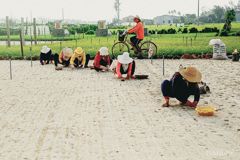 Bà con xã An Hải xuổng giống