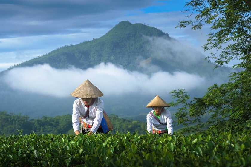 Du khách có thể trải nghiệm hái chè cùng người dân địa phương, tìm hiểu về các công đoạn sản xuất chè và thưởng thức những loại chè đặc sản