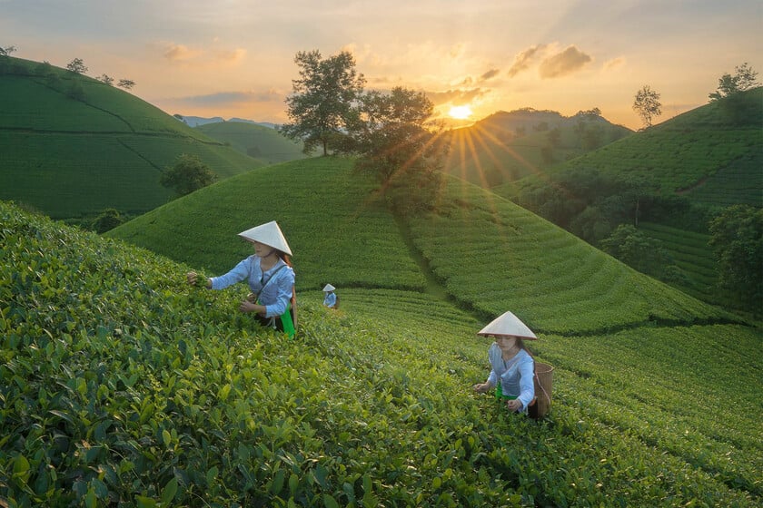 Mỗi thời điểm trong ngày, đồi chè lại mang một vẻ đẹp riêng