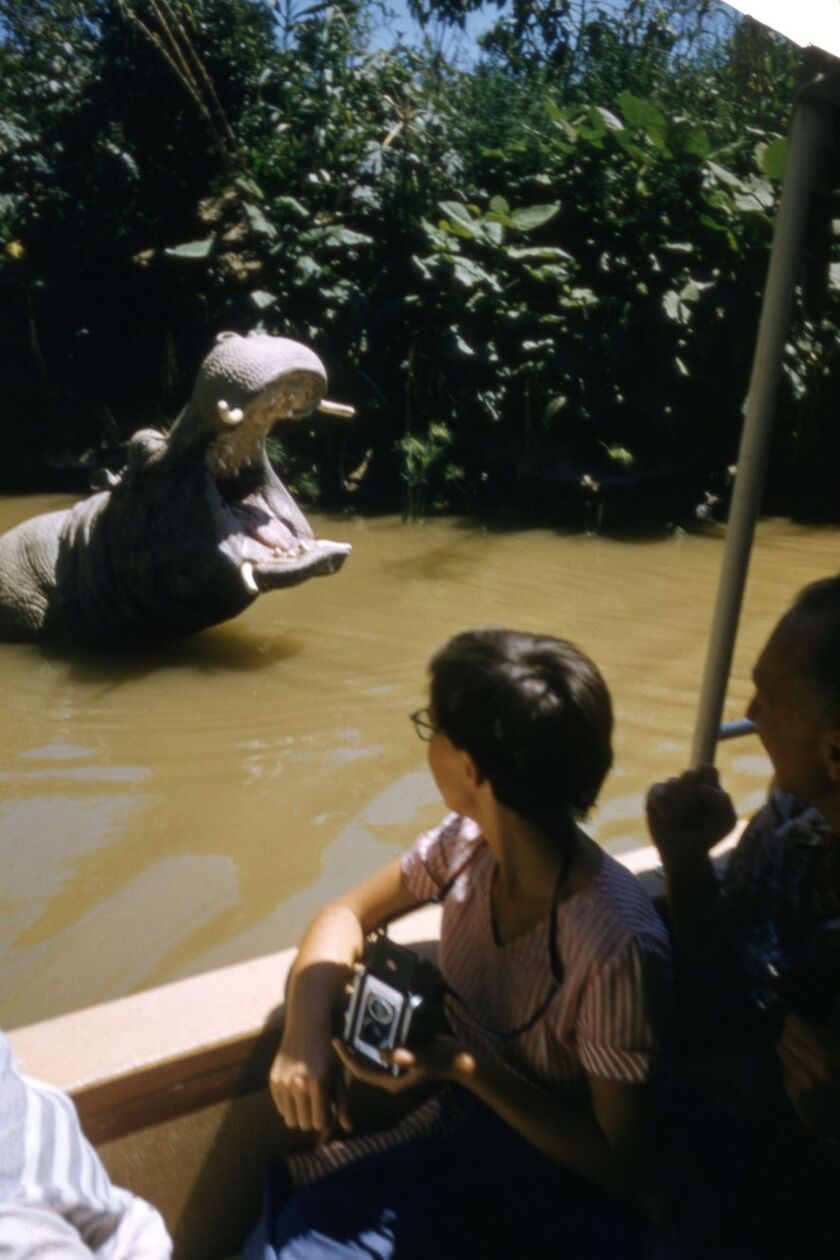 Một chú hà mã animatronic chào đón du khách trên chuyến đi Jungle Cruise
