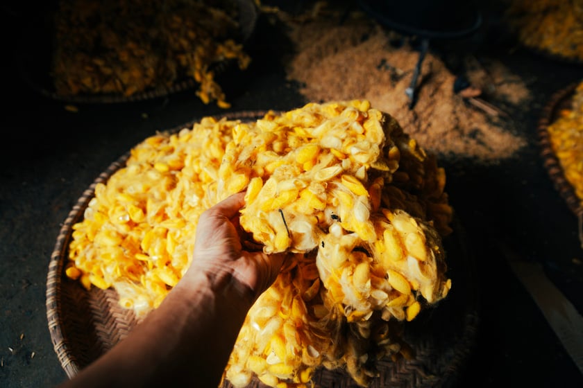 Kén tằm chín có màu vàng ươm, ánh lên dưới nắng, là kết tinh của thời gian, công sức của người nuôi