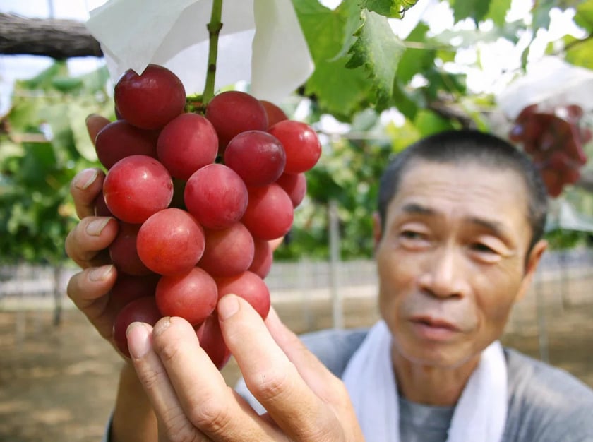 Viên ngọc đỏ từ Ishikawa