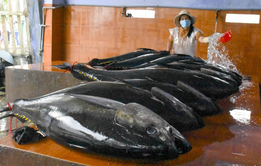 Cá Ngừ đại dương là nguồn lợi thủy sản lớn của tỉnh Bình Định