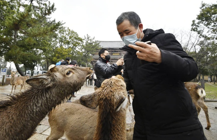 Hươu vây quanh những du khách hiếm hoi còn đến công viên Nara để xin ăn