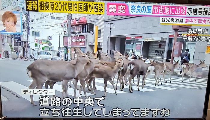 Truyền hình Nhật Bản đăng tải bản tin về hươu ở Công viên Nara tràn ra đường để nhặt nhạnh kiếm ăn