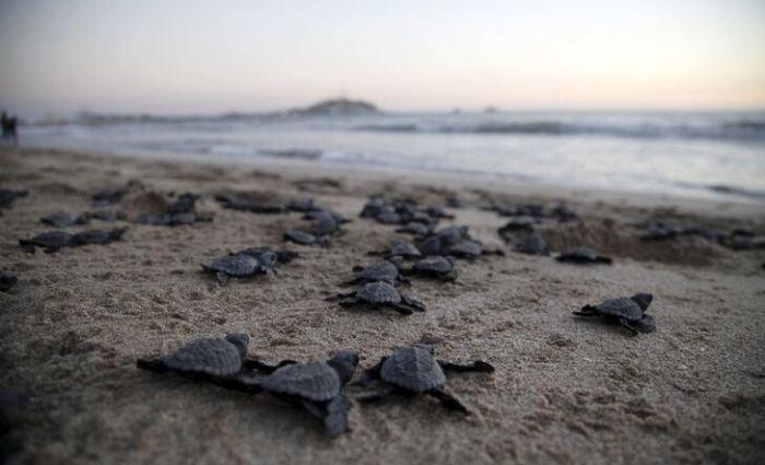 Các cơ quan chức năng địa phương khẳng định sẽ làm hết sức để việc rùa biển sinh sản được bảo vệ nghiêm ngặt