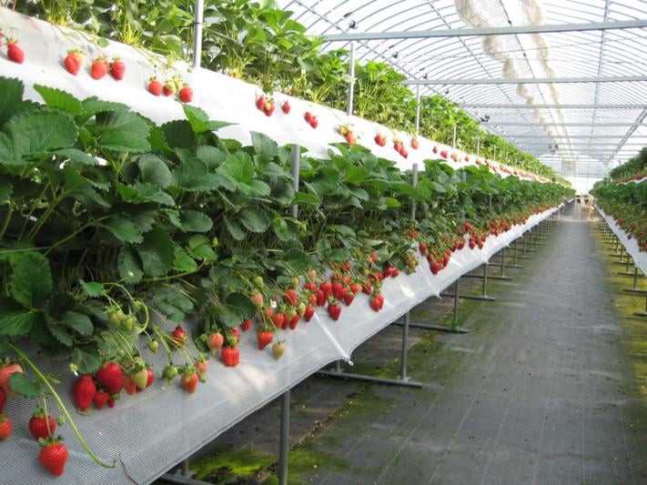 Khám phá vương quốc trái cây sạch tại Yamanashi – Nhật Bản