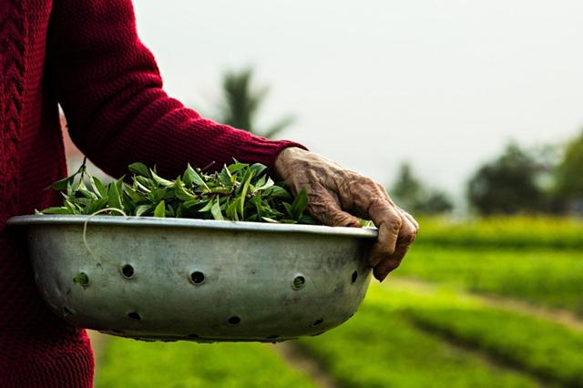 Làng rau Trà Quế, điểm đến không thể bỏ lỡ