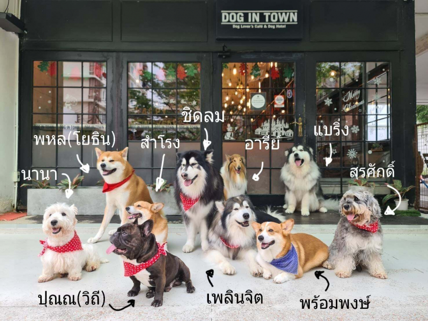 Các chú chó được đặt theo tên của tàu điện tại Bangkok