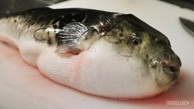 Cá nóc sống, tiếng Nhật là Fugu.