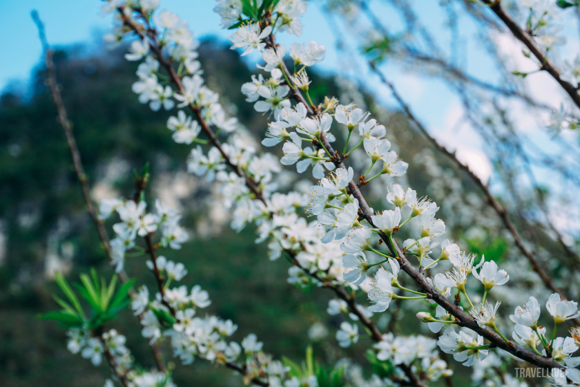 Mùa xuân, hoa mận nở trắng buốt tại bản Chiềng Canh.