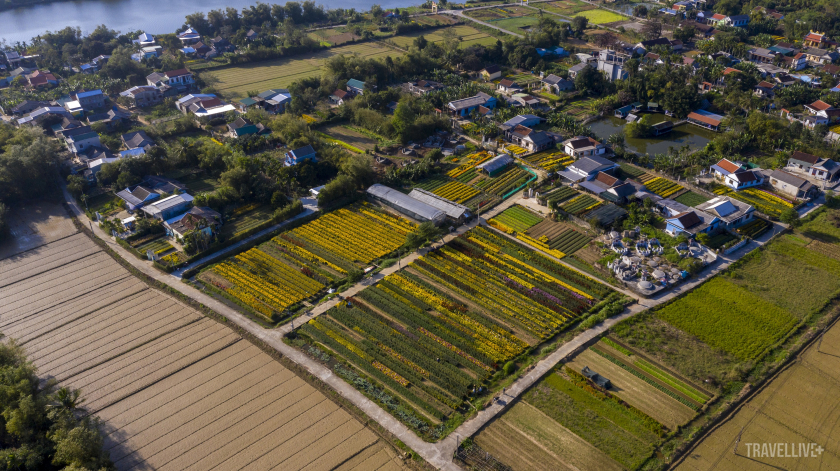 Nằm cách trung tâm thành phố Huế chỉ khoảng 8 km, làng hoa Phú Mậu hiện lên với những cánh đồng hoa rực rỡ.