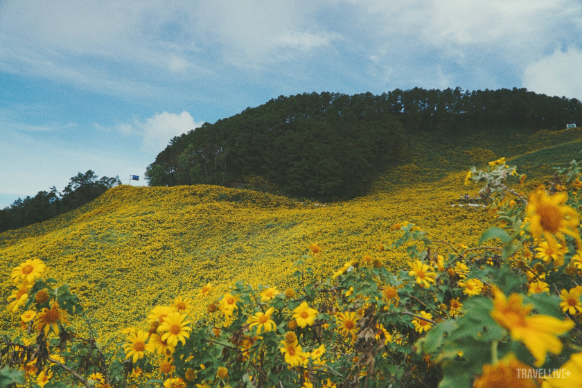 Khi ở dưới thấp, du khách sẽ thấy khung cảnh được phân chia rõ rệt bởi bầu trời xanh trong bên trên và màu vàng rực rỡ của hoa dã quỳ bên dưới.