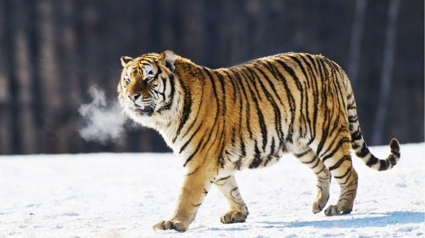 Hổ Siberia tại Vườn Quốc gia Hổ và Báo Đông Bắc. - Ảnh: VCG photo