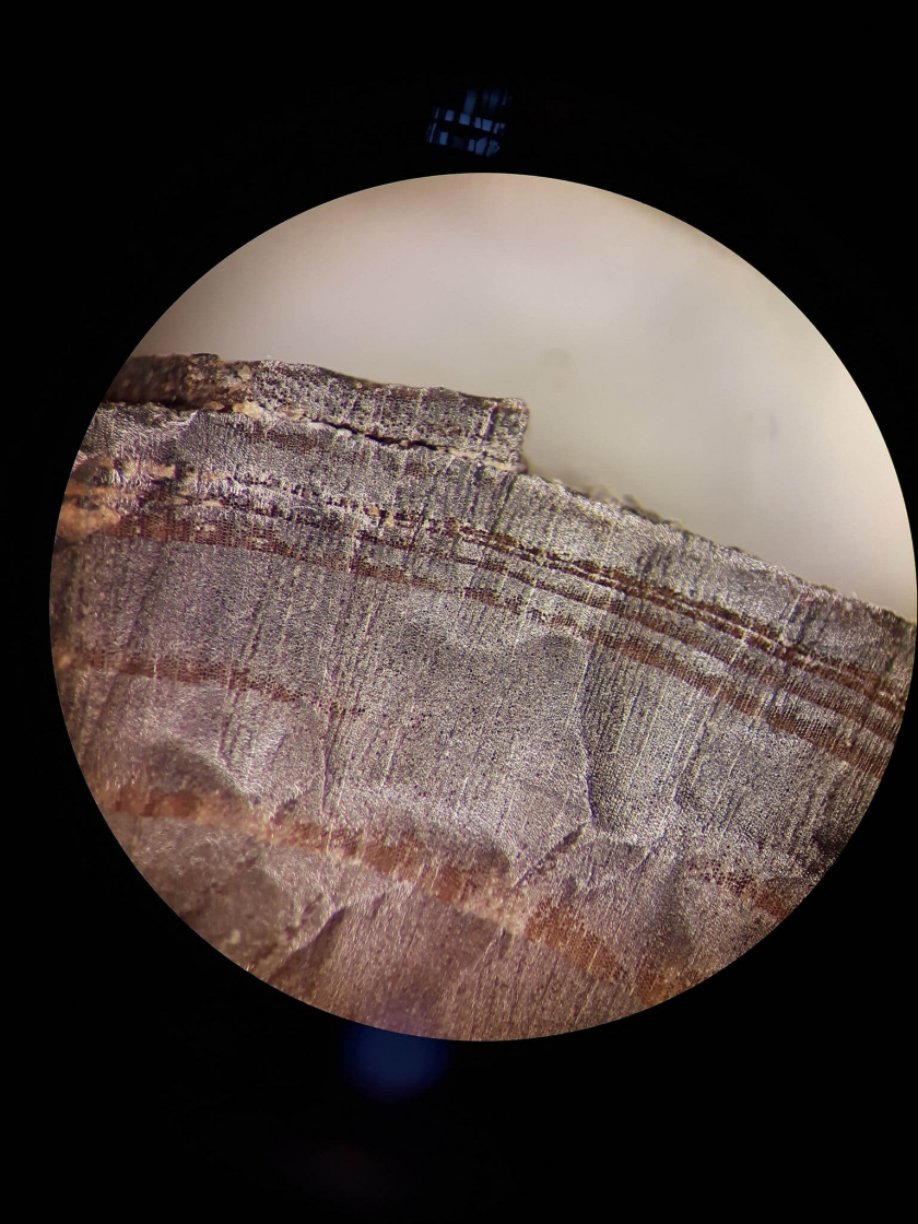 Hình ảnh một mảnh gỗ được nhìn từ kính hiển vi.