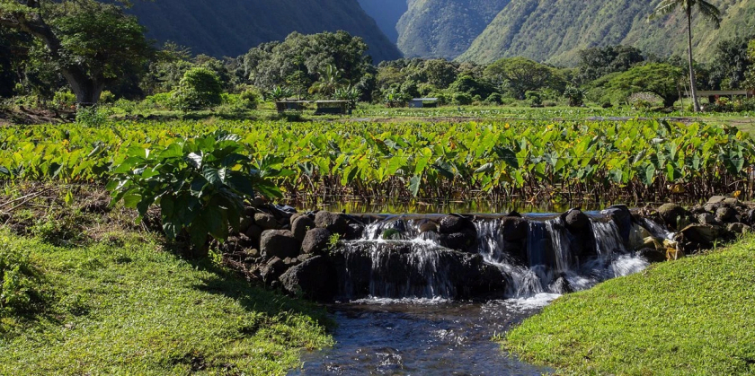 Thung lũng Waipio là một trong những điểm đến thu hút khách du lịch tại đảo Oahu.