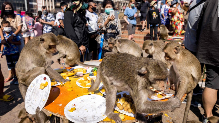 Những món ăn được chuẩn bị cho khỉ tại lễ hội có tổng giá trị lên tới 100.000 bạt (hơn 3.000 USD). - Ảnh: AFP/Getty Images/Jack Taylor