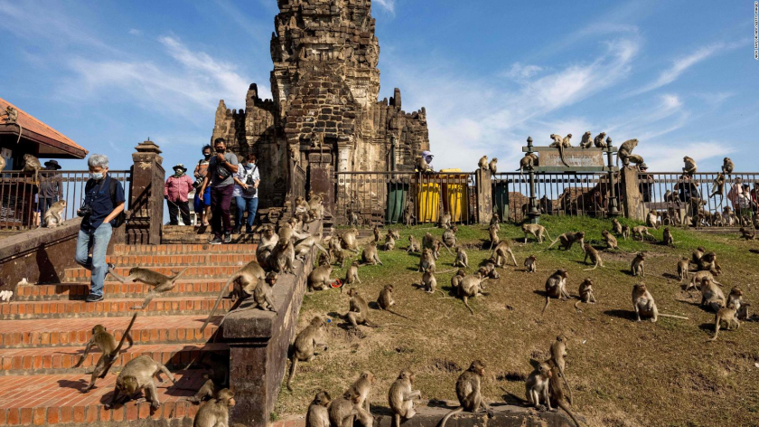 Loài khỉ Macaque tập trung tại bên ngoài ngôi đến Phra Prang Sam Yod trong Lễ hội Khỉ ở tỉnh Lopburi - một khu vực phía bắc Bangkok, vào ngày 28/11/2021. - Ảnh: AFP/Getty Images/Jack Taylor/