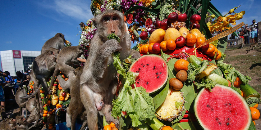 Khỉ Macaque được thưởng thức rất nhiều loại trái cây trong lễ hội. - Ảnh: Getty Images/Chaiwat Subprasom