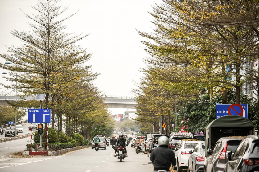 Ngoài đường Bưởi, cây bàng lá nhỏ cũng được trồng ở các tuyến đường như Trần Duy Hương, Kim Mã, Hoàng Quốc Việt,... Ảnh: ANTĐ