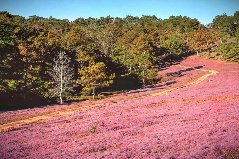 Du khách vẫn có thể đến tham quan, chụp ảnh tại khu vực đồi cỏ hồng