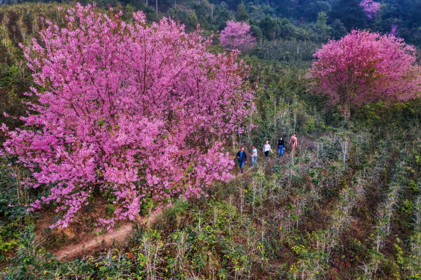 Mùa hoa mai anh đào nở rộ ở Đà Lạt dịp đầu năm.