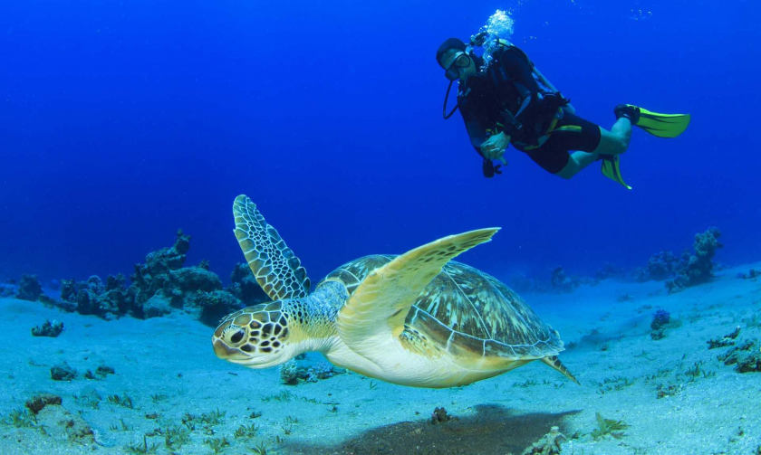 Trải nghiệm lặn bình khí ngắm san hô, rùa biển tại Cù lao Chàm được nhiều du khách quốc tế ưa thích.