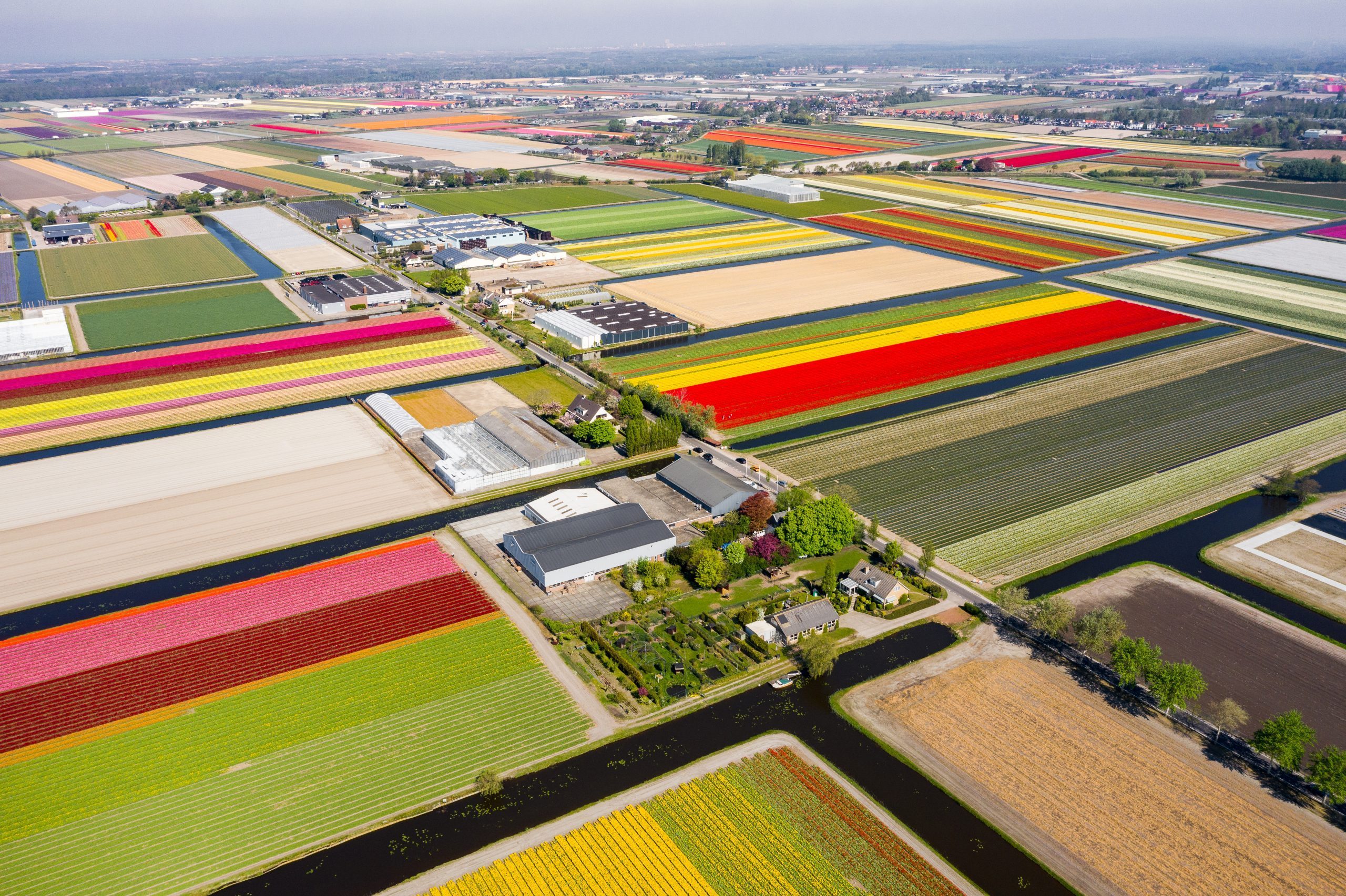 Ngắm nhìn hội hoa Keukenhof qua video