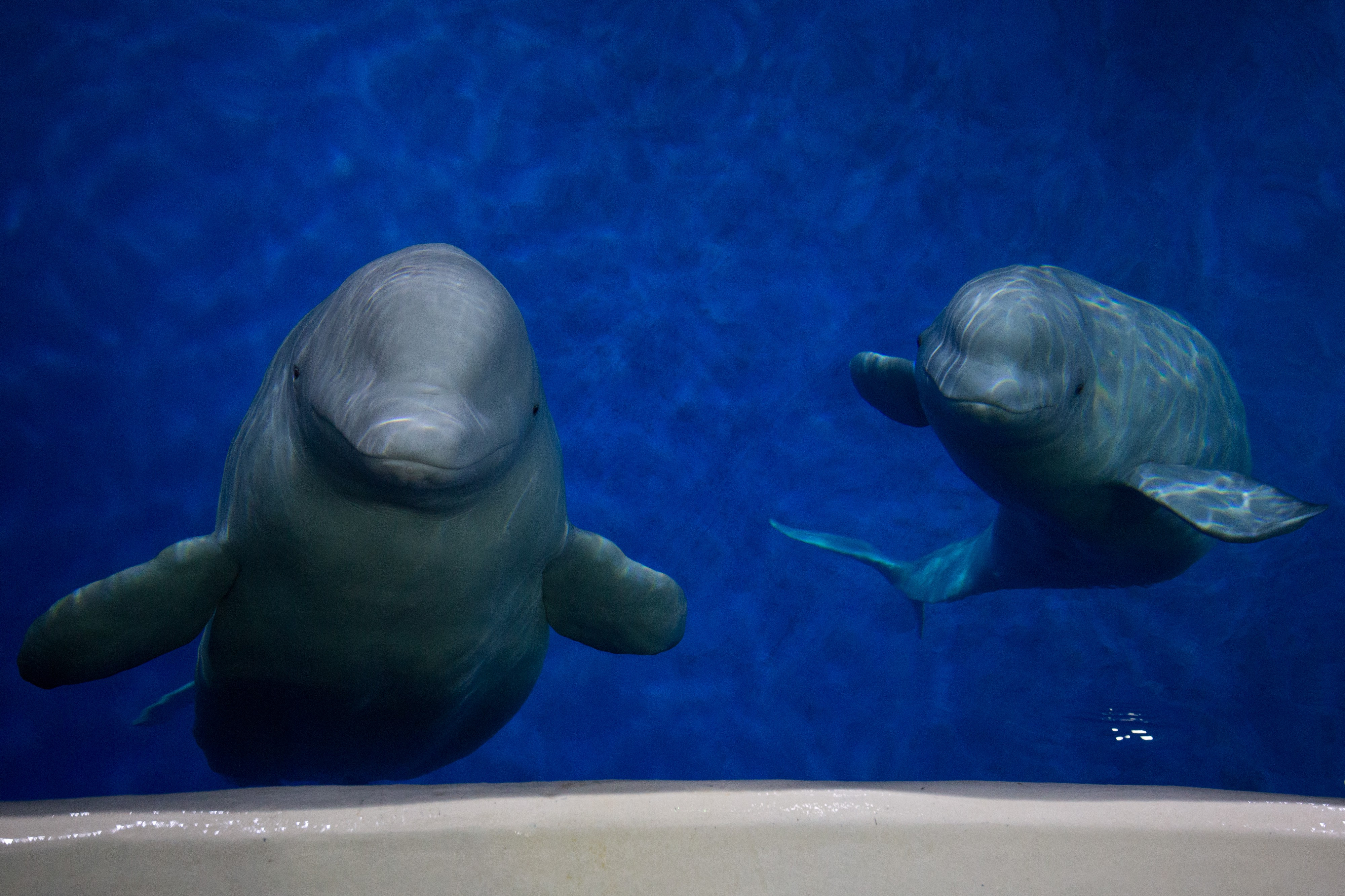 Hai cá voi beluga được thả về biển