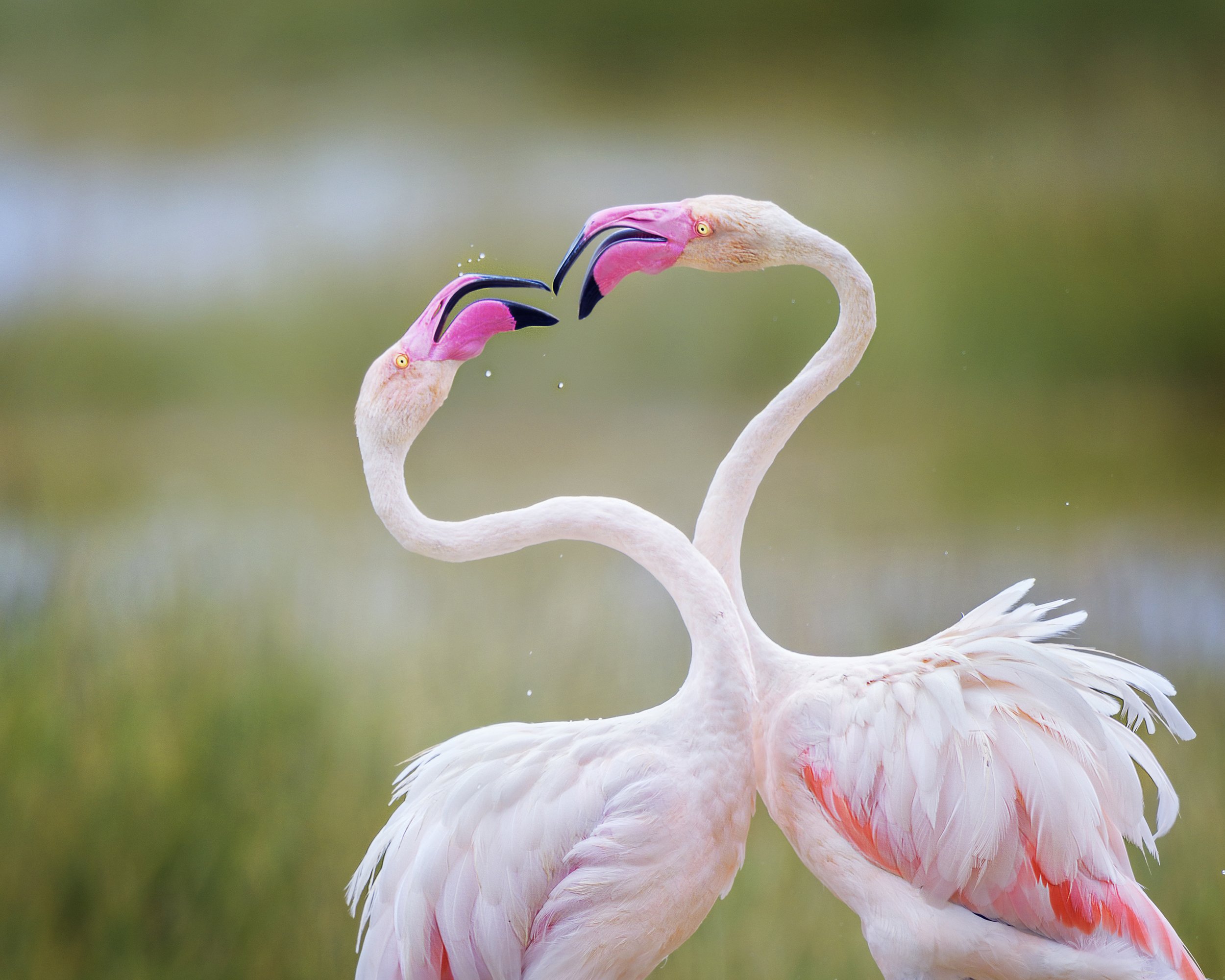 Từng khoảnh khắc của các loài chim qua Audubon Photography Awards 2022