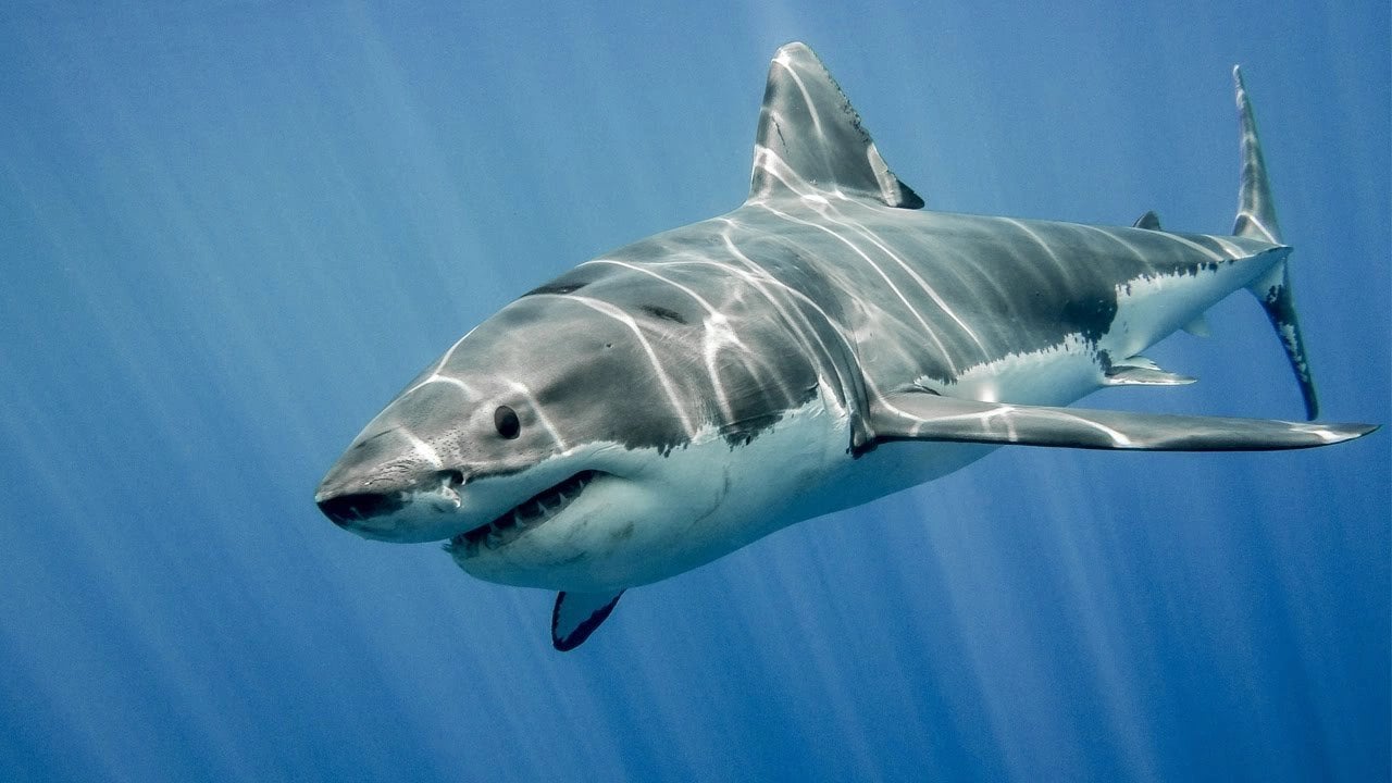 71% bề mặt trái đất sẽ ra sao nếu thiếu cá mập?
