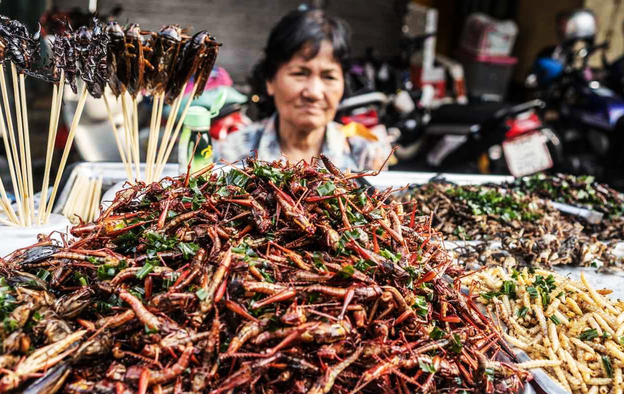 Singapore chấp nhận nhiều loại côn trùng làm thực phẩm tiêu dùng