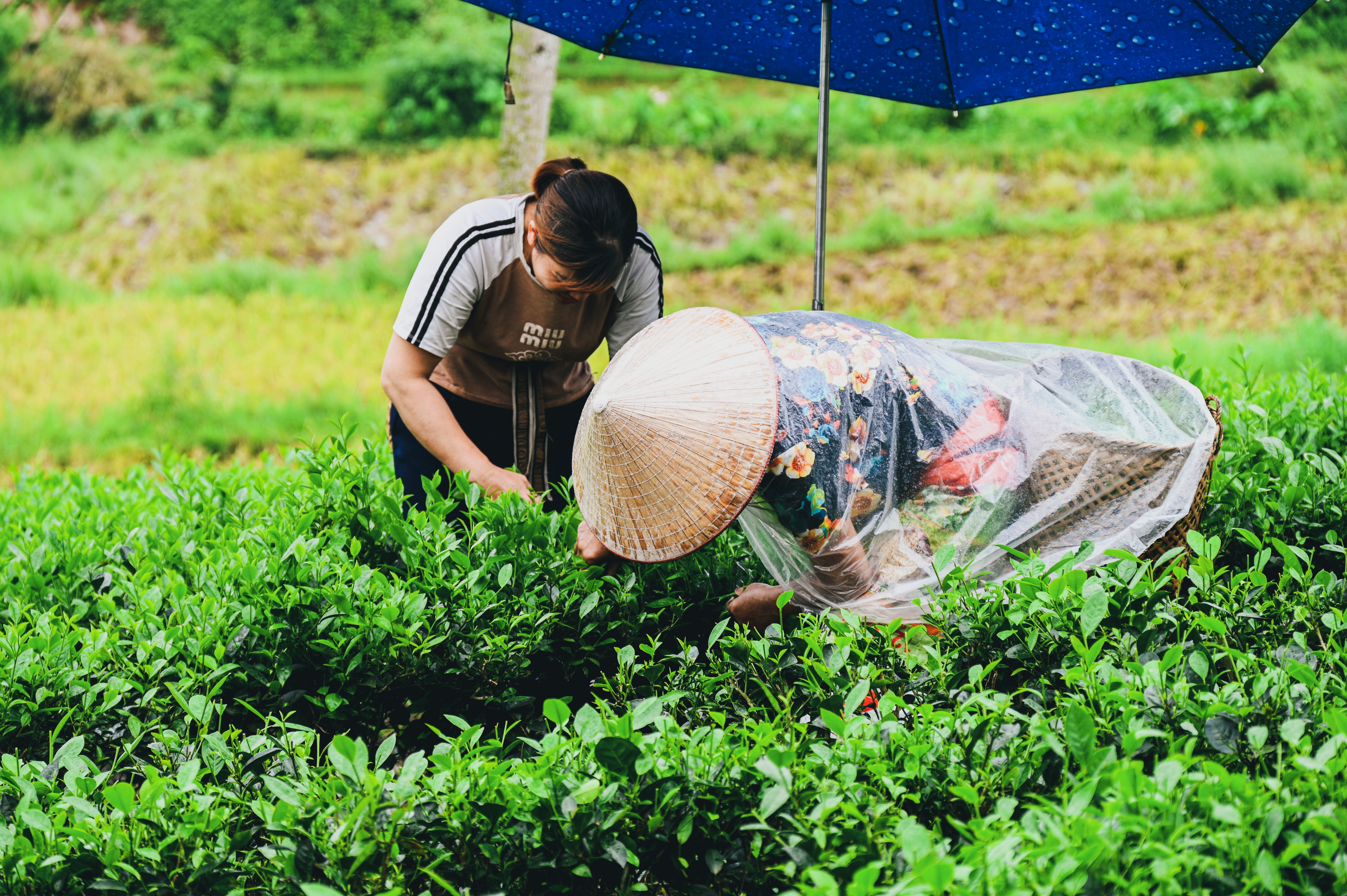 Nơi lưu giữ tinh hoa “đệ nhất danh trà” xứ Thái Nguyên