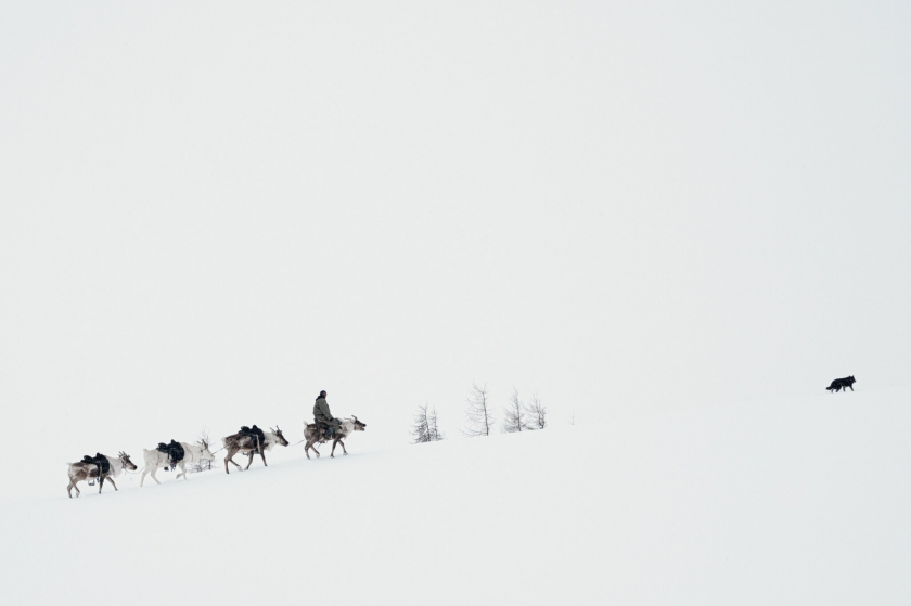 Sumya Batbayar (19 tuổi), một chàng trai Dukha, đang dẫn đàn tuần lộc băng qua tuyết để đến một cánh đồng mùa đông.