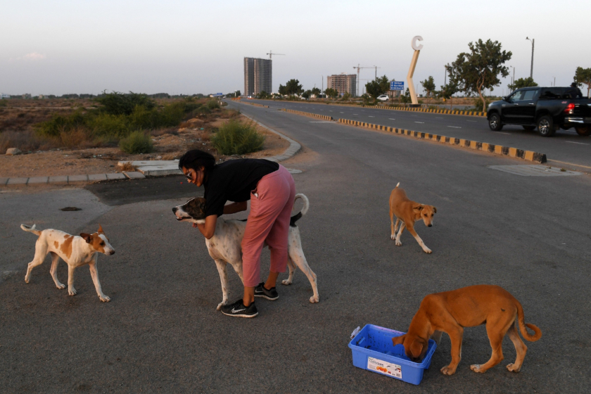 Noor Ali, một người dân ở Karachi, gần Bãi biển Clifton (Pakistan) đang cho một đàn chó hoang ăn - Ảnh: Asif Hassan, Afp/Getty Images